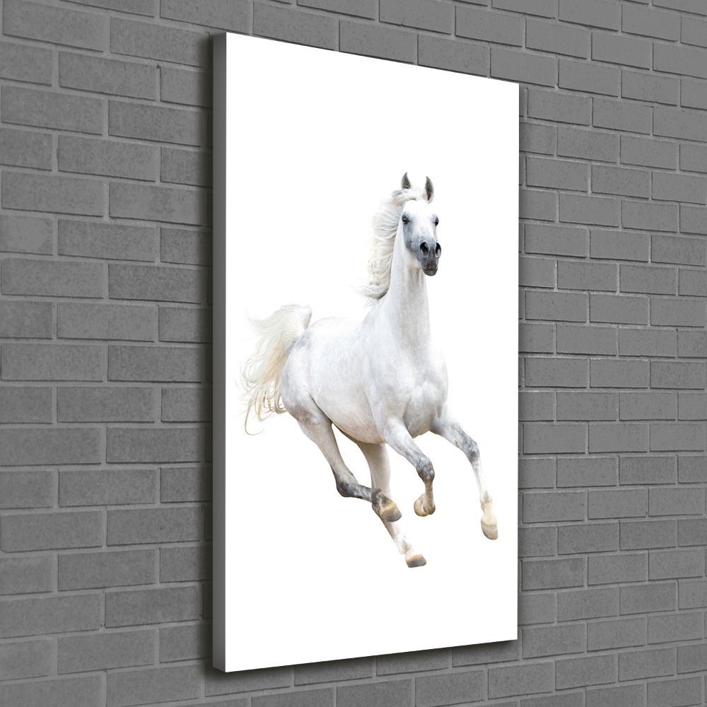 Tableau photo sur toile Cheval blanc au galop