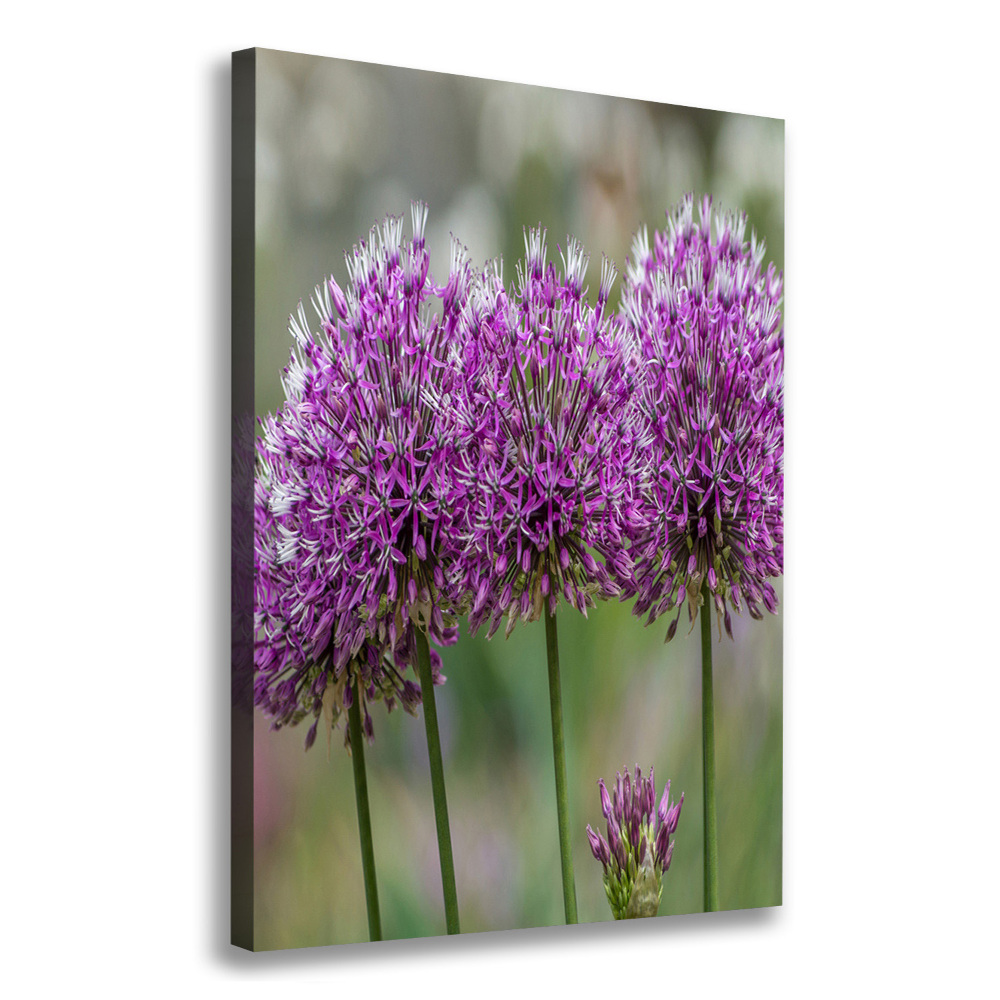 Tableau photo sur toile Fleurs d'ail