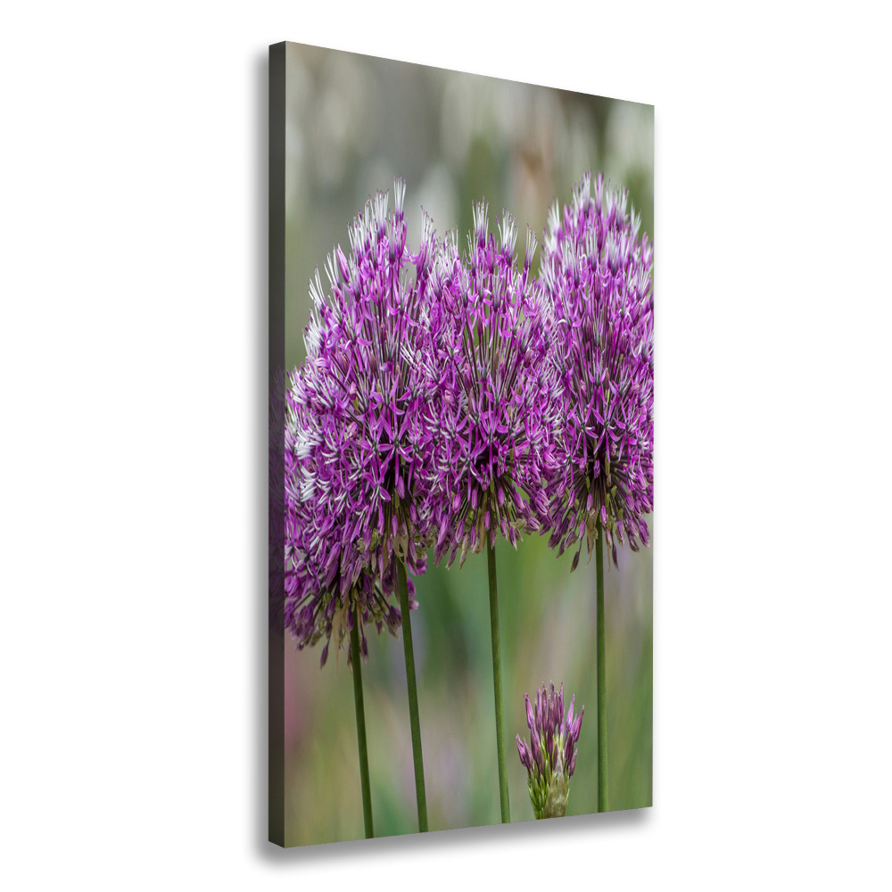 Tableau photo sur toile Fleurs d'ail