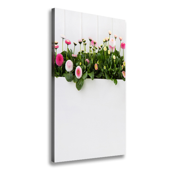 Marguerites roses