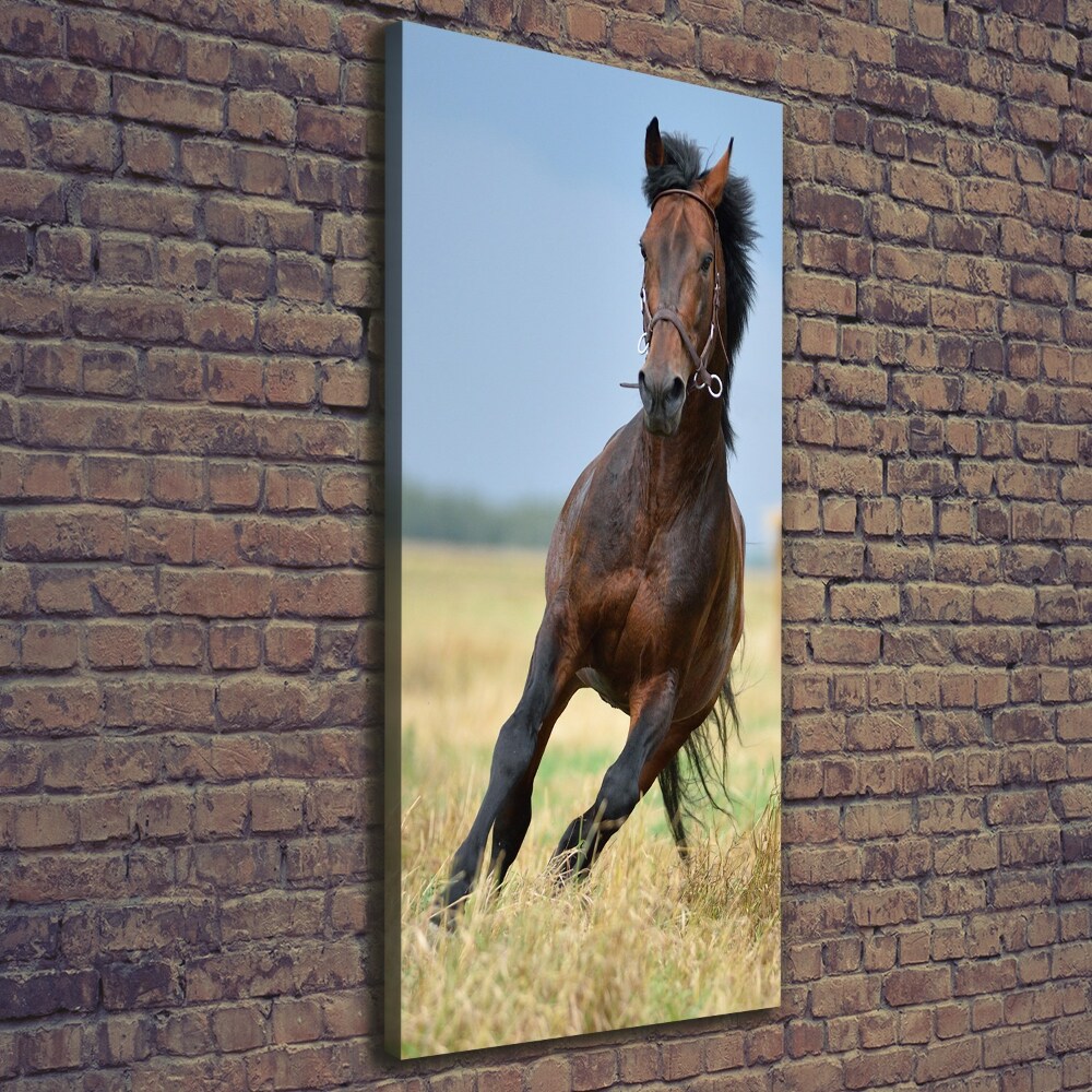 Tableau sur toile Cheval dans un champ