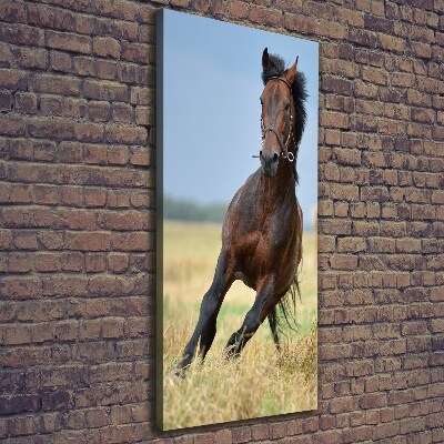 Tableau sur toile Cheval dans un champ