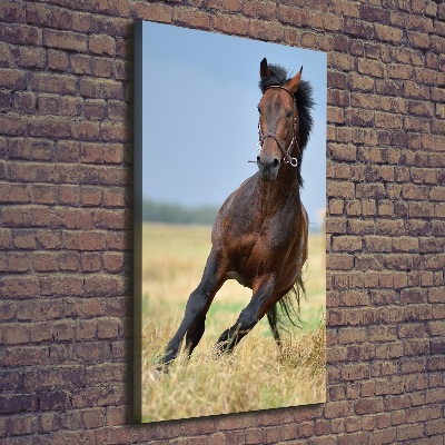 Tableau sur toile Cheval dans un champ