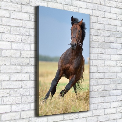 Tableau sur toile Cheval dans un champ