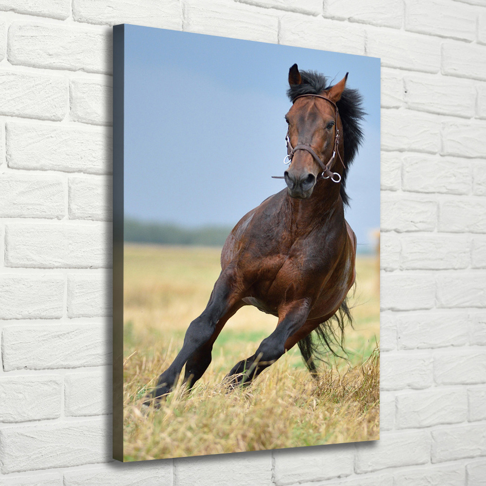 Tableau sur toile Cheval dans un champ