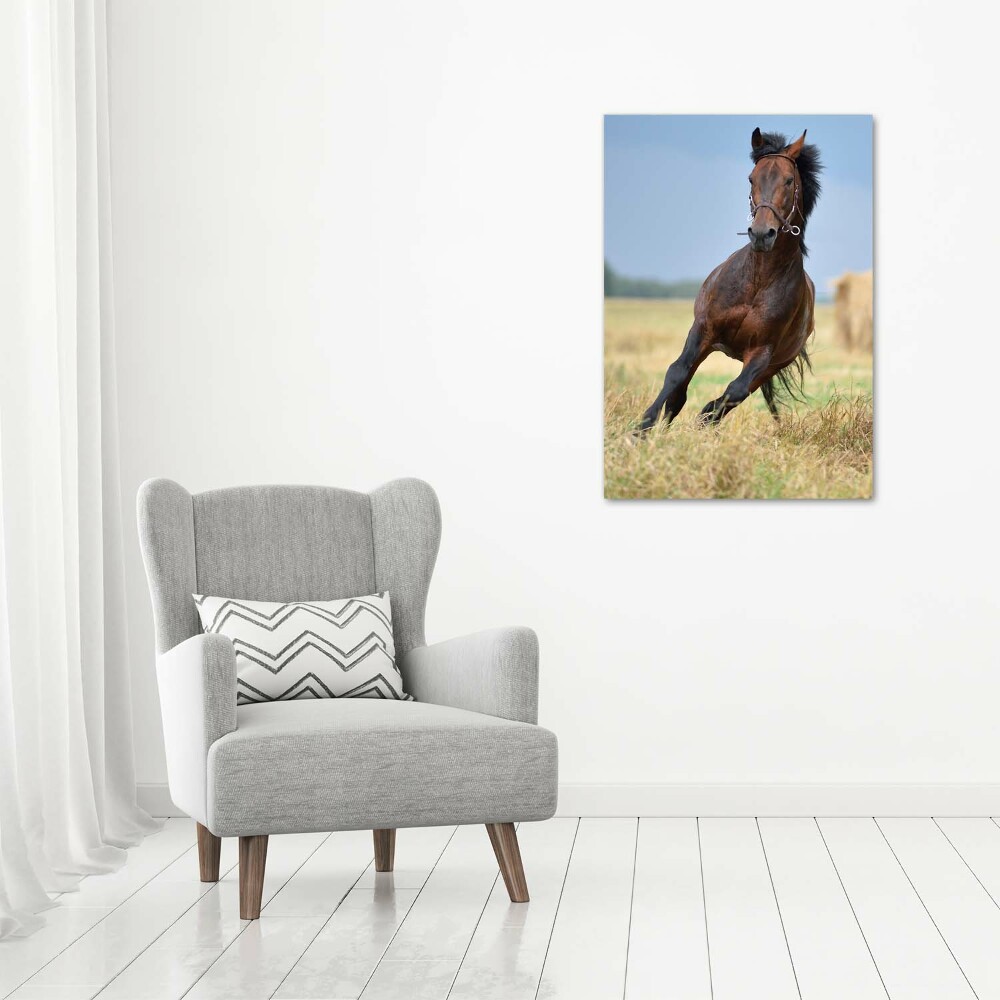 Tableau sur toile Cheval dans un champ