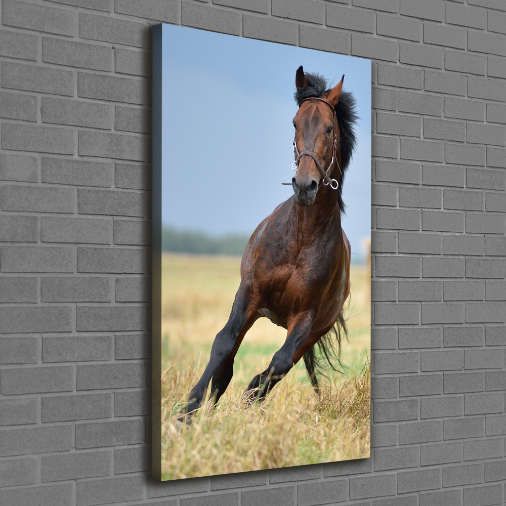 Tableau sur toile Cheval dans un champ