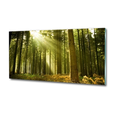 Tableau photo sur verre Forêt de pins