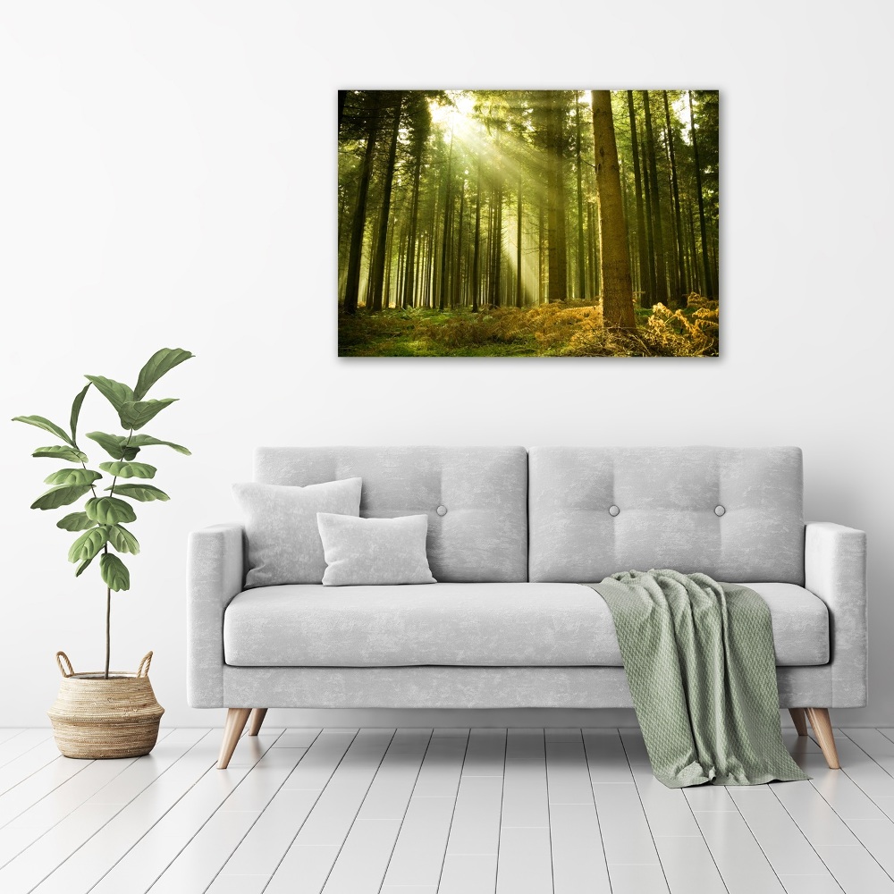 Tableau photo sur verre Forêt de pins