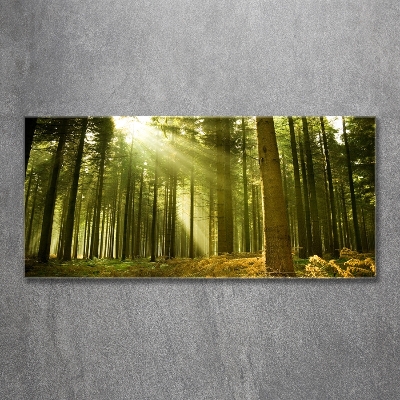 Tableau photo sur verre Forêt de pins