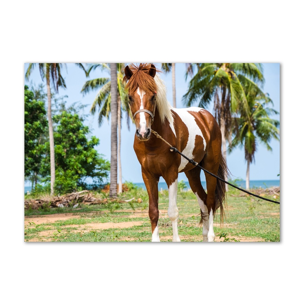 Tableau imprimé sur verre Cheval latin