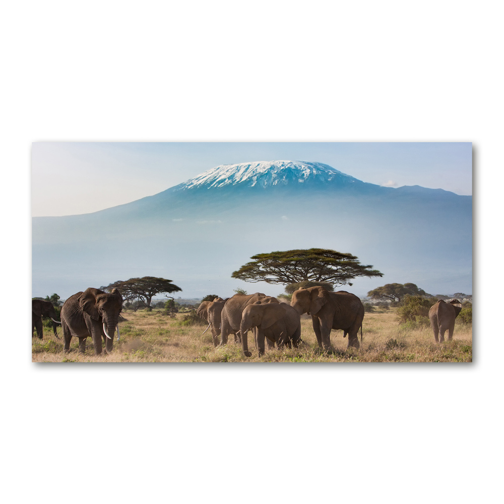 Tableau photo sur verre Eléphants du Kilimandjaro