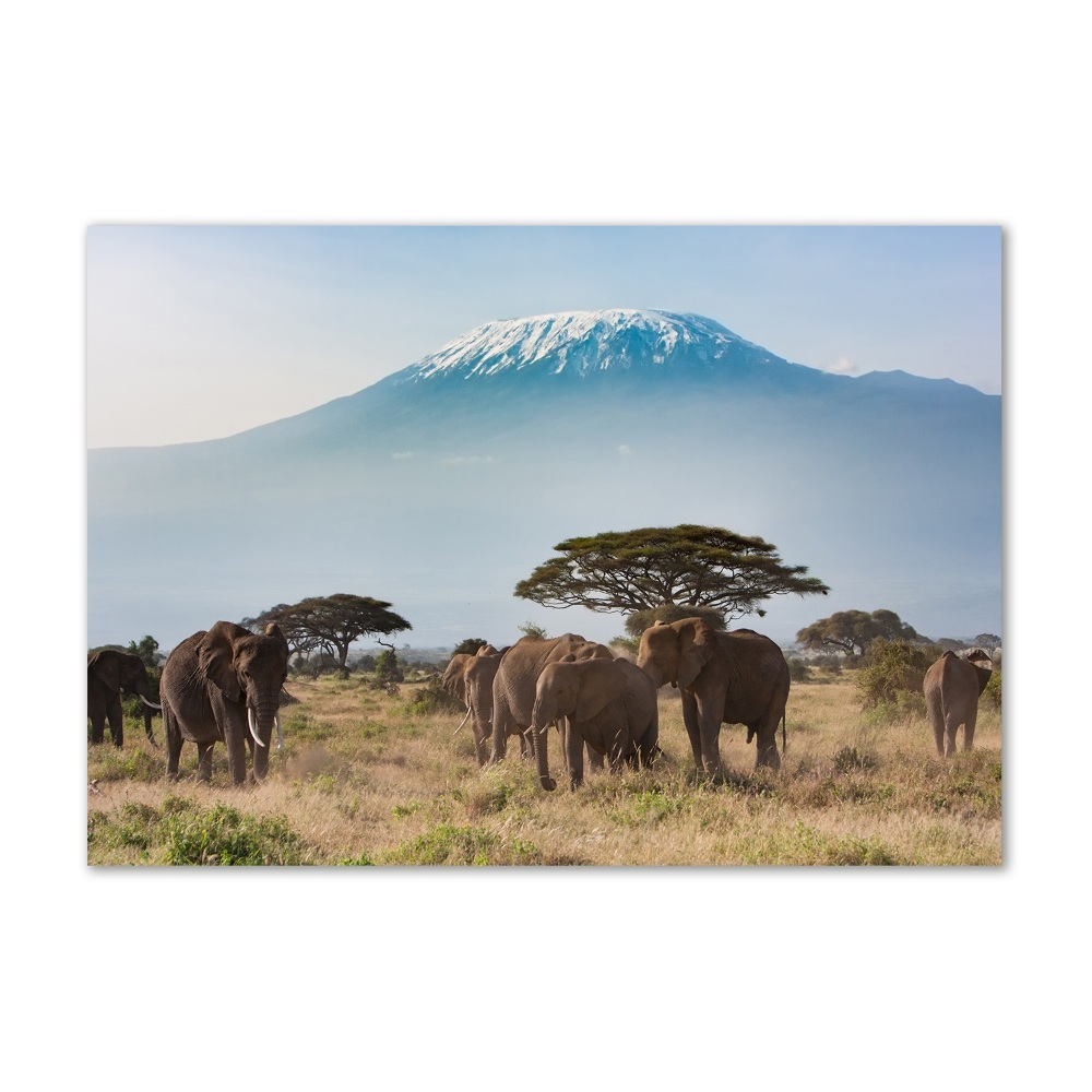 Tableau photo sur verre Eléphants du Kilimandjaro