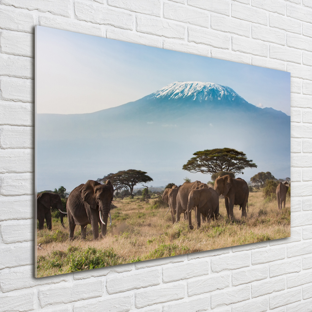 Tableau photo sur verre Eléphants du Kilimandjaro