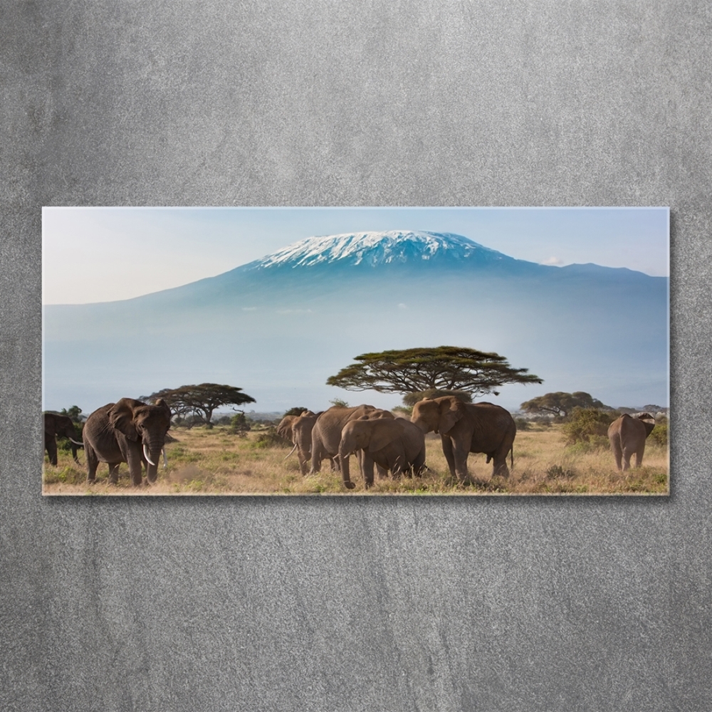 Tableau photo sur verre Eléphants du Kilimandjaro