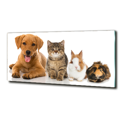 Tableau sur verre Chien et chat