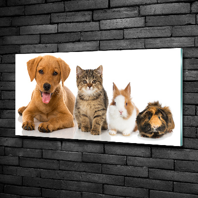 Tableau sur verre Chien et chat