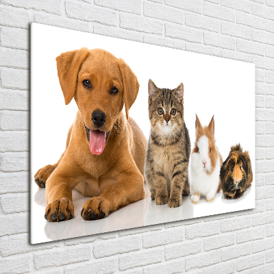 Tableau sur verre Chien et chat