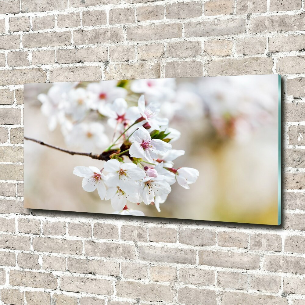 Tableau imprimé sur verre Fleurs de cerisier