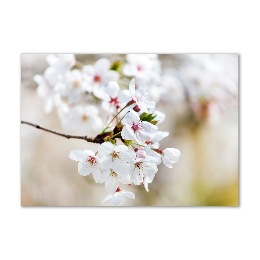 Tableau imprimé sur verre Fleurs de cerisier