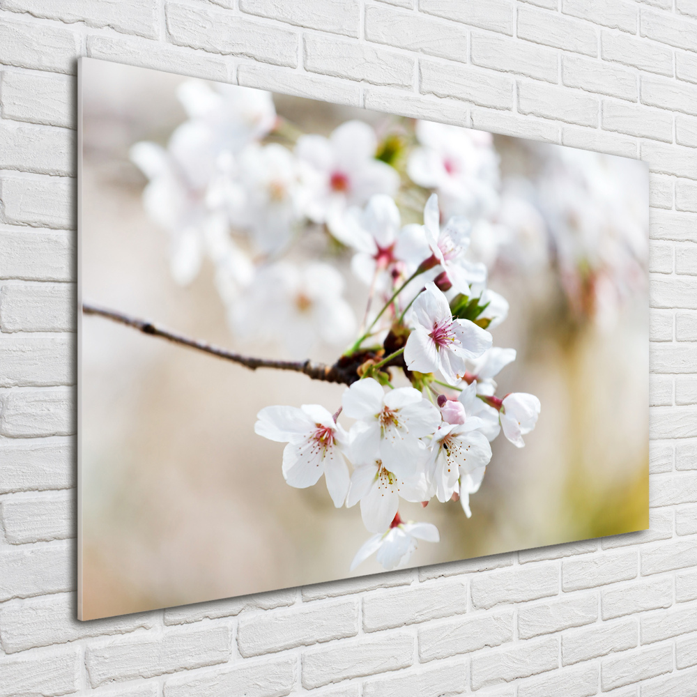 Tableau imprimé sur verre Fleurs de cerisier