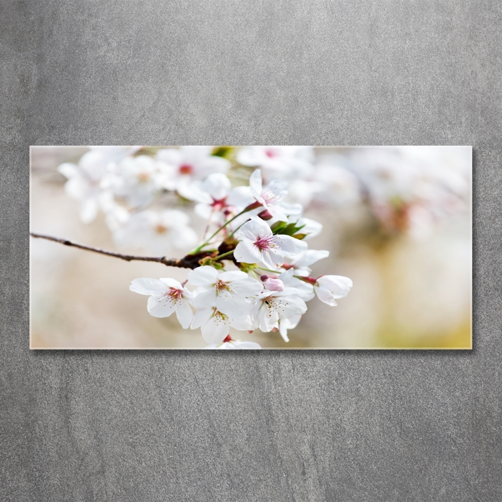 Tableau imprimé sur verre Fleurs de cerisier