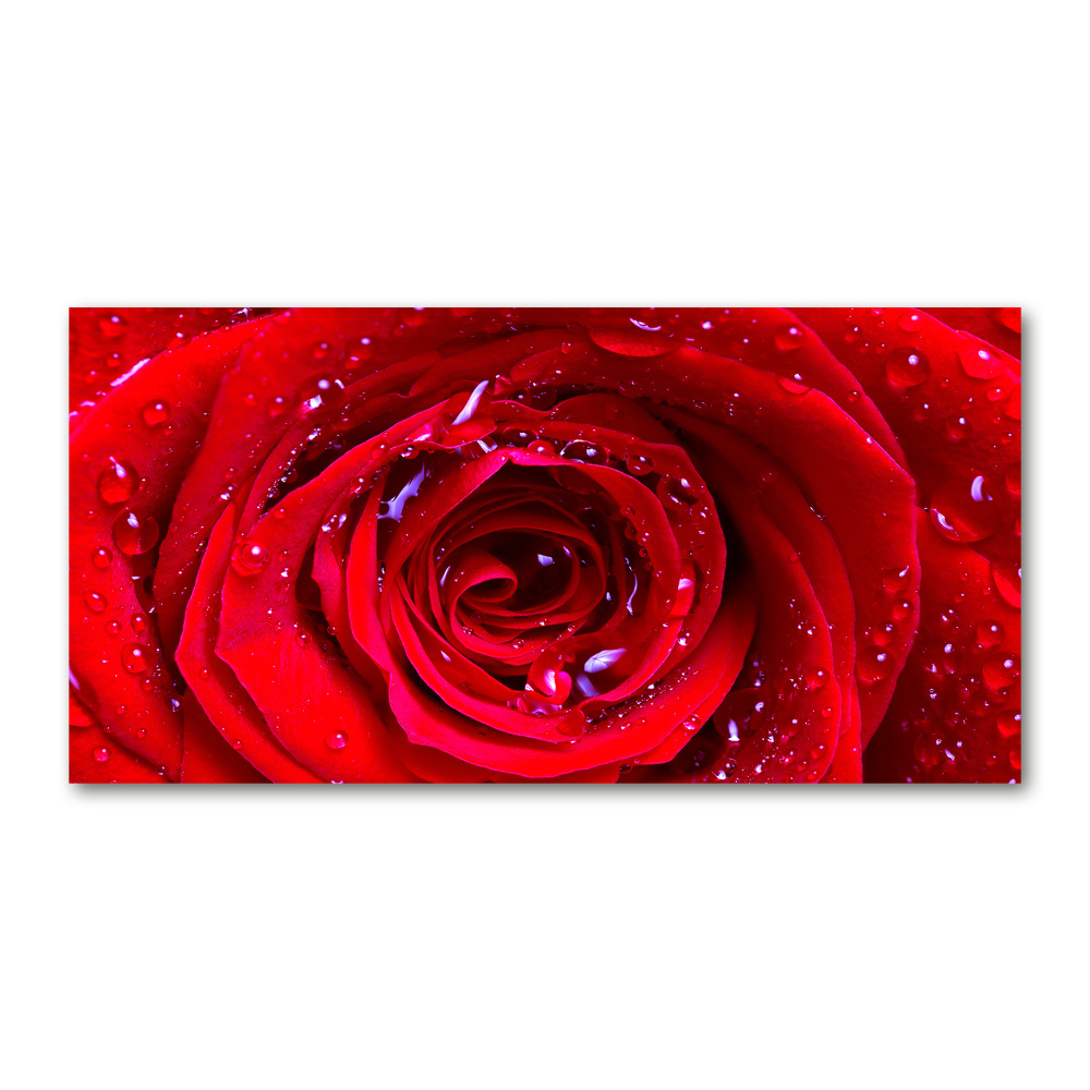 Tableau en verre Fleur de rose