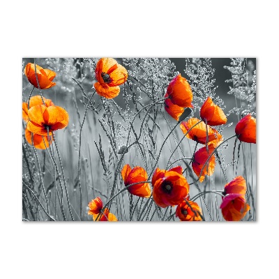 Tableau photo sur verre Coquelicots des champs