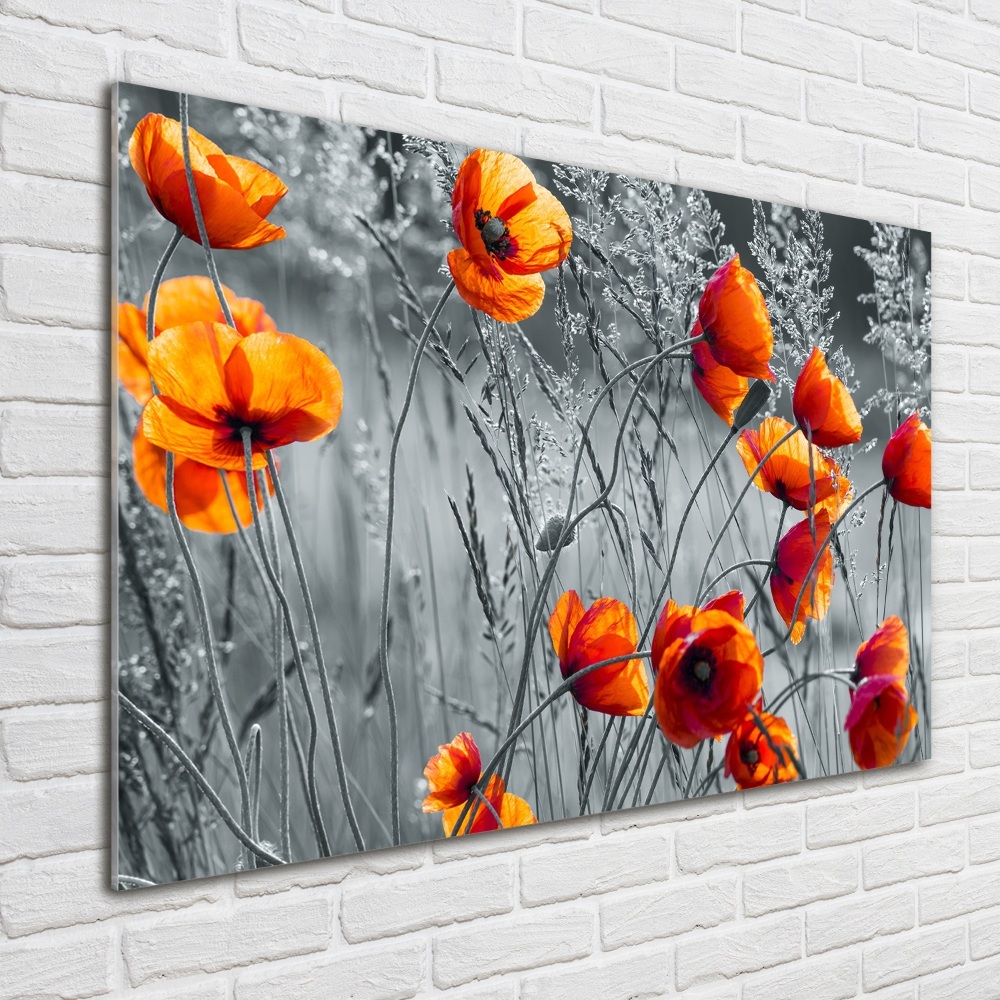 Tableau photo sur verre Coquelicots des champs