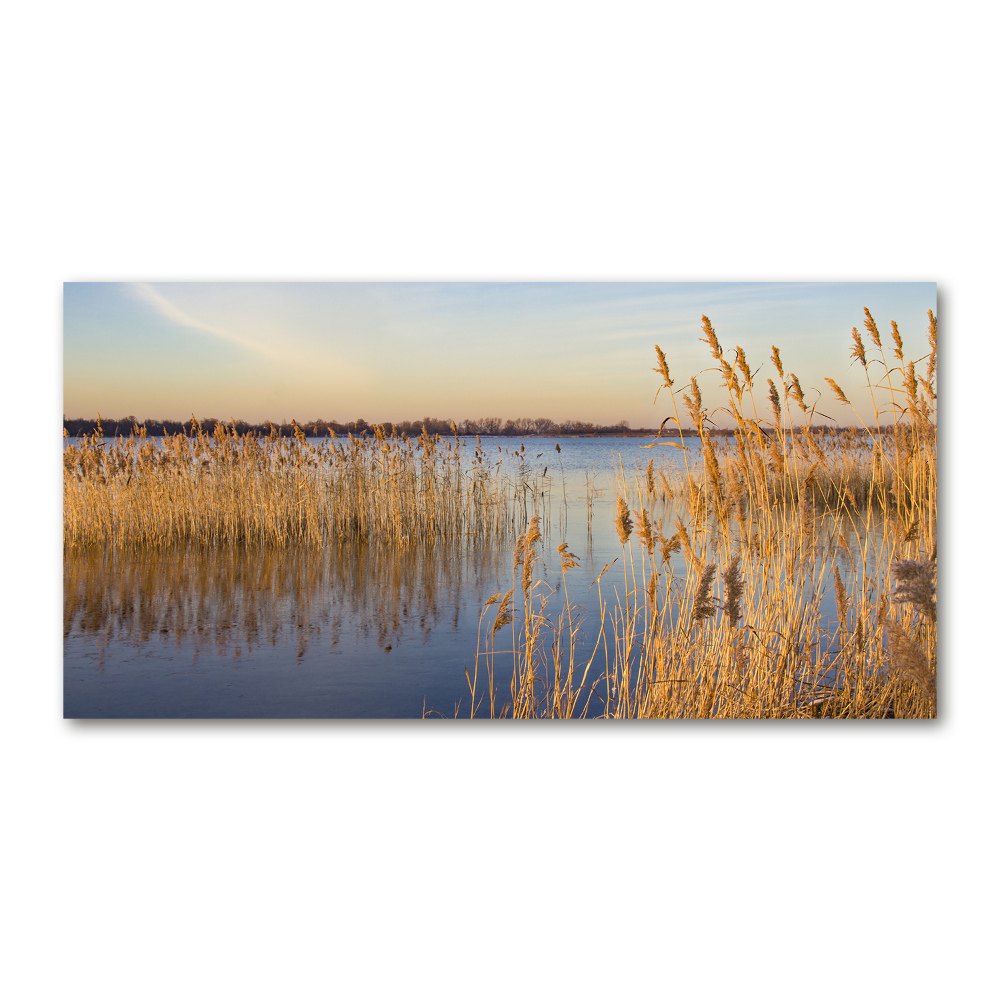 Tableau sur verre Roseau d'eau