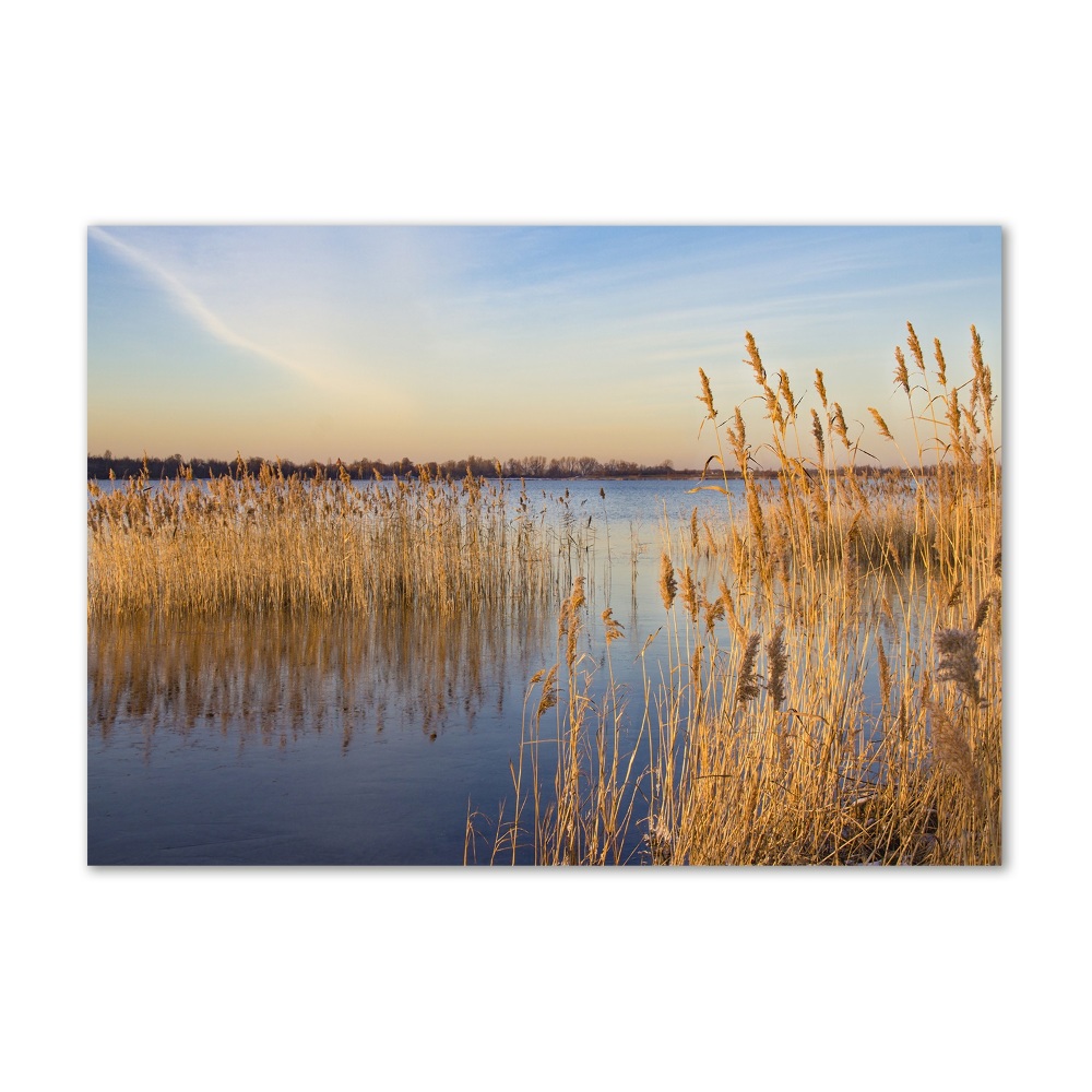 Tableau sur verre Roseau d'eau