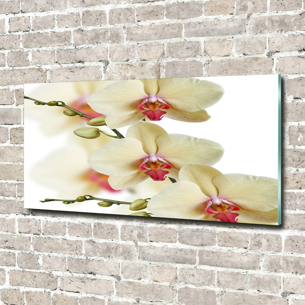 Tableau photo sur verre Orchidées