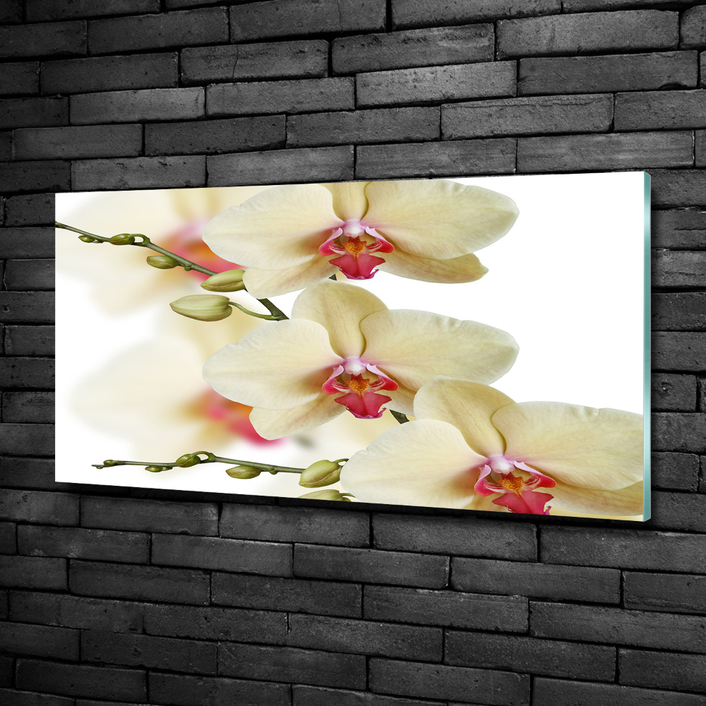 Tableau photo sur verre Orchidées