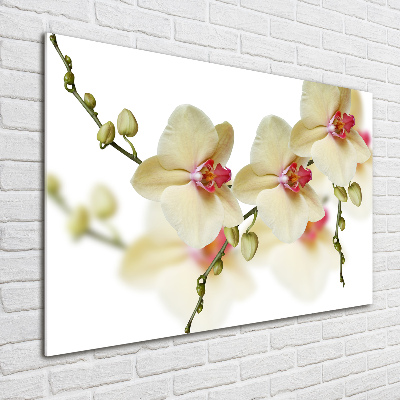 Tableau photo sur verre Orchidées