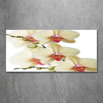 Tableau photo sur verre Orchidées