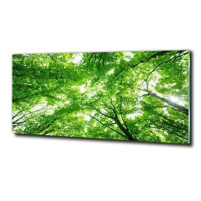 Tableau verre imprimé Forêt verte