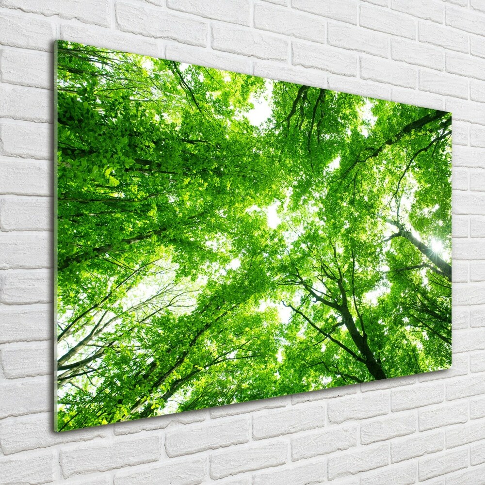 Tableau verre imprimé Forêt verte