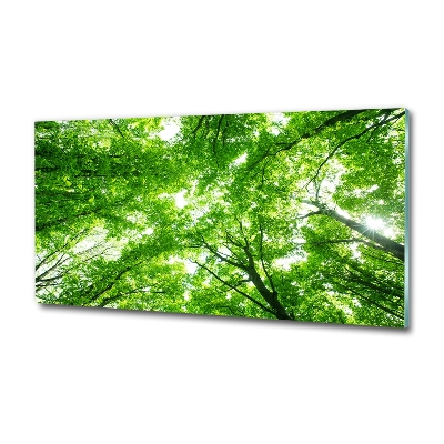 Tableau verre imprimé Forêt verte