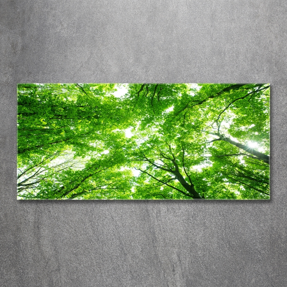 Tableau verre imprimé Forêt verte