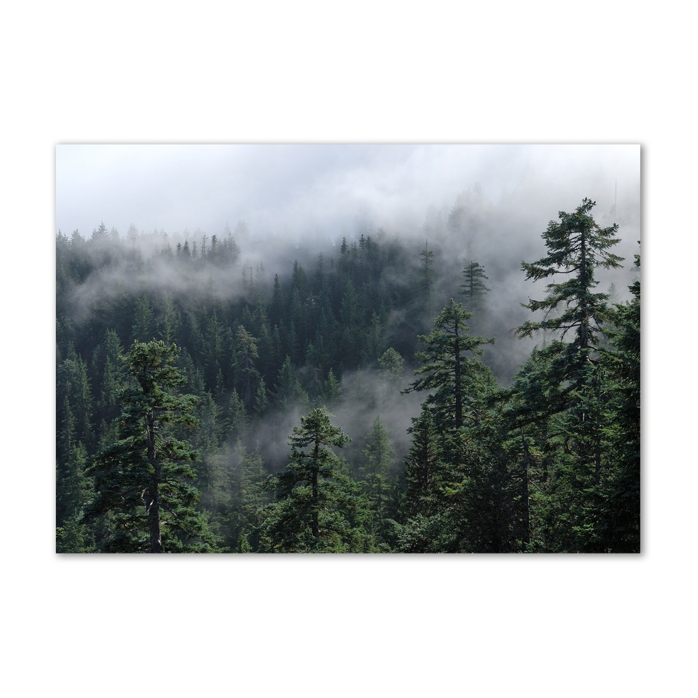 Tableau verre imprimé Brume de forêt