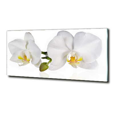 Tableau sur verre Orchidée plante