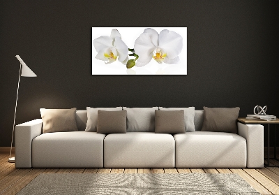 Tableau sur verre Orchidée plante