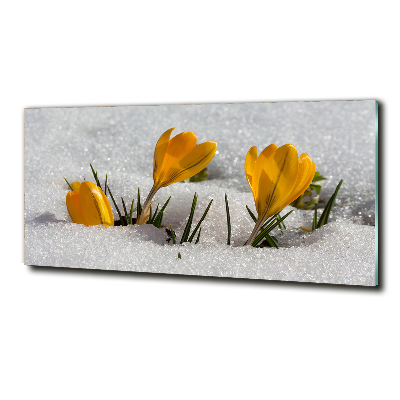 Tableau photo sur verre Crocus dans la neige