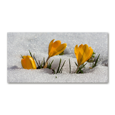 Tableau photo sur verre Crocus dans la neige