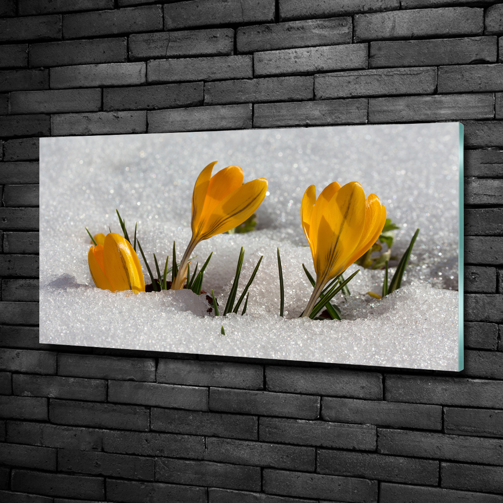 Tableau photo sur verre Crocus dans la neige