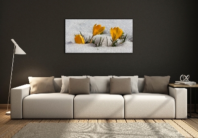 Tableau photo sur verre Crocus dans la neige