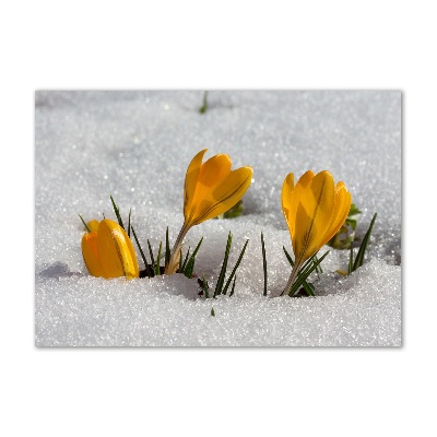 Tableau photo sur verre Crocus dans la neige