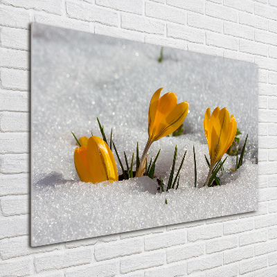 Tableau photo sur verre Crocus dans la neige