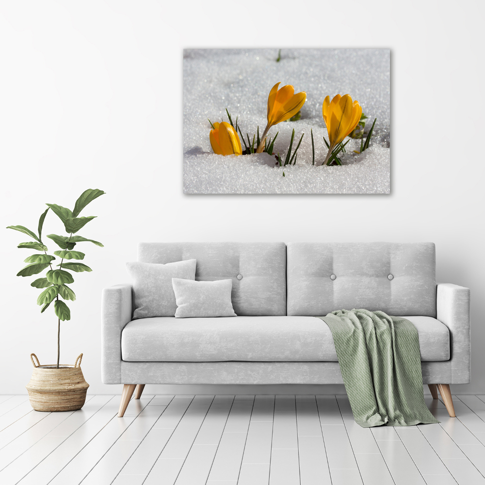 Tableau photo sur verre Crocus dans la neige