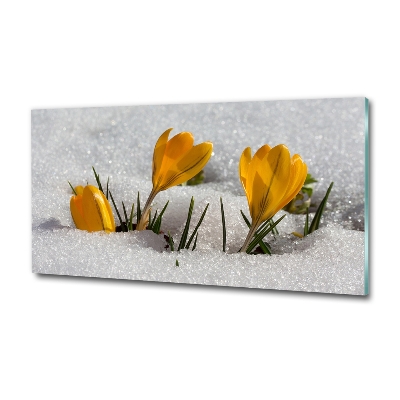 Tableau photo sur verre Crocus dans la neige